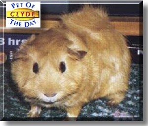 Clyde, the Pet of the Day