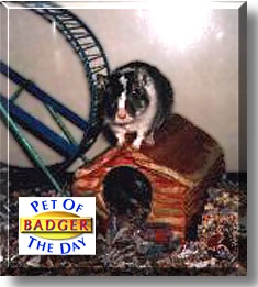 Badger, the Pet of the Day