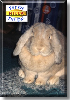 Nilla, the Pet of the Day