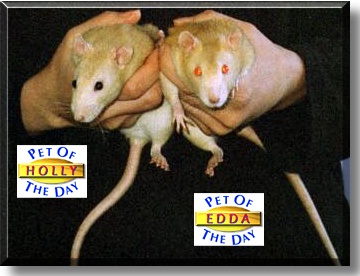 Holly and Edda, the Pet of the Day