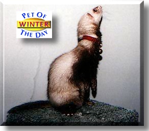Winter, the Pet of the Day