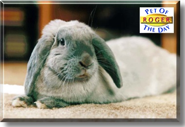 Roger, the Pet of the Day