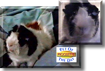 Pigglette, the Pet of the Day