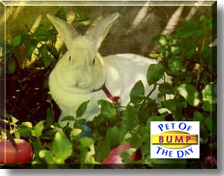 Bump, the Pet of the Day