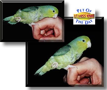 Li'l Miss Kiwi, the Pet of the Day