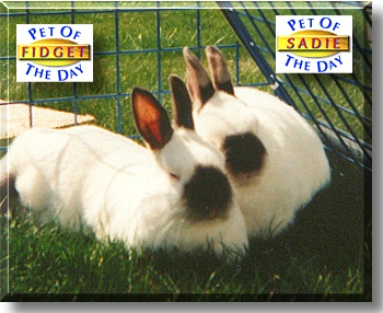 Sadie, Fidget, the Pet of the Day