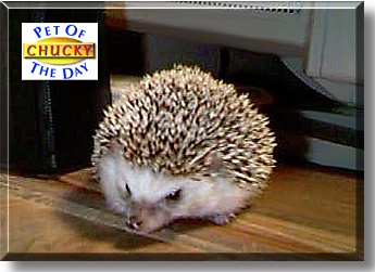 Chucky, the Pet of the Day