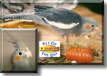 PJinkles, the Pet of the Day