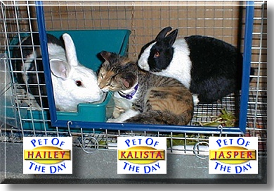 Hailey, Kalista, and Jasper , the Pet of the Day