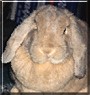 Nilla