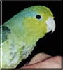 Li'l Miss Kiwi