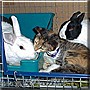 Hailey, Kalista, Jasper