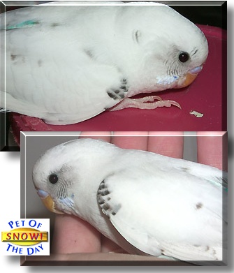 Snowi, the Pet of the Day