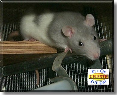 Celeste, the Pet of the Day