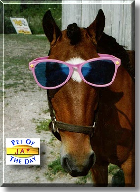 Jay, the Pet of the Day