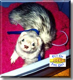 Joey, the Pet of the Day