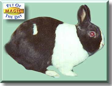 Magic Tinwick, the Pet of the Day