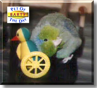 Bartlett C. Parrotlet, the Pet of the Day