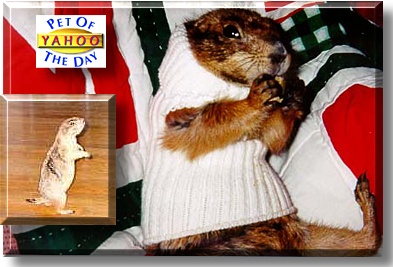 Yahoo, the Pet of the Day