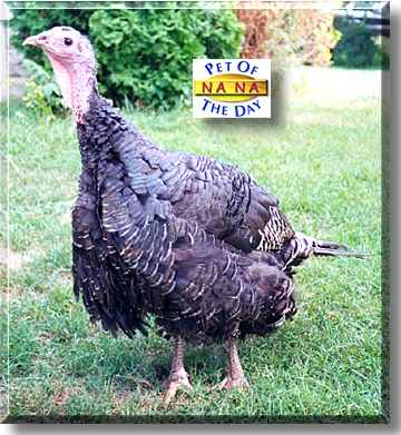 Na Na, the Pet of the Day