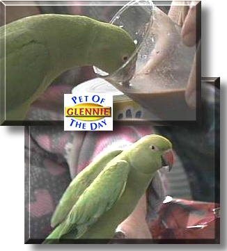 Glennie, the Pet of the Day