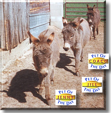 Jenny, Jill, and Coaco, the Pets of the Day