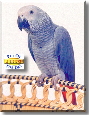 Jello, the Pet of the Day