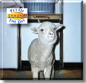Shauna, the Pet of the Day