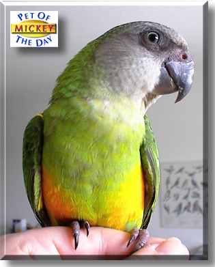 Mickey, the Pet of the Day