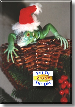 Ziggy, the Pet of the Day