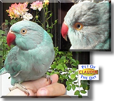 Claudia, the Pet of the Day