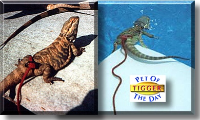 Tigger, the Pet of the Day