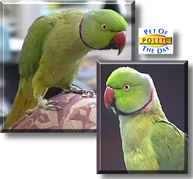Pollie, the Pet of the Day