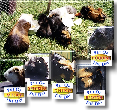 Milky, Houdini, Chicko, Speckles and Blotch, the Pets of the Day