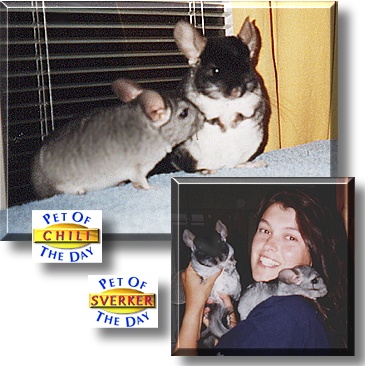 Sverker and Hot Chili, the Pets of the Day