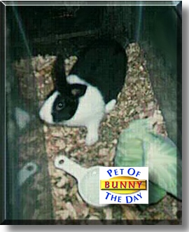 Bunny, the Pet of the Day