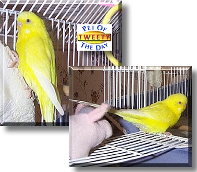Tweety, the Pet of the Day