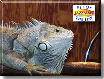 Jazzman, the Pet of the Day
