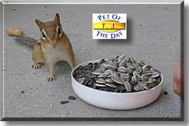 TJ, the Pet of the Day