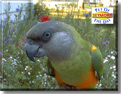 Seymore, the Pet of the Day