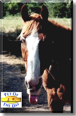 J.P., the Pet of the Day