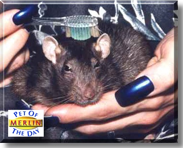 Merlin, the Pet of the Day