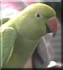 Glennie the Ringneck