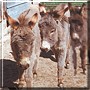 Jenny, Jill, Coaco the Miniature Donkeys