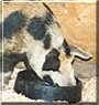 Ginger the Pietrain Pig