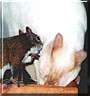 Lucie, Peewee the Flame Point Manx, Squirrel