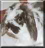 Twink the Miniature Lop