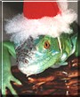 Ziggy the Green Iguana