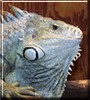 Jazzman the Iguana