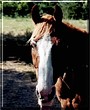 J.P. the Racebred Quarter Horse